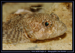 The nice eyes of the Bullhead, freshwater sculpin in the ... by Michel Lonfat 